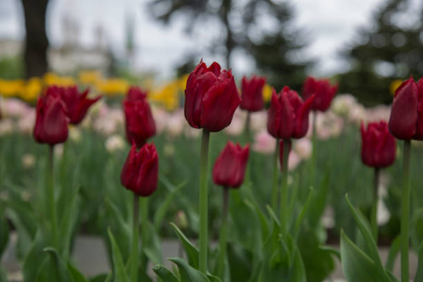 istock Dark red yellow white tulips background 833696498