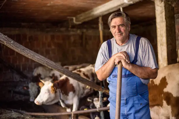 Photo of A old farmer at work on a farm near cows