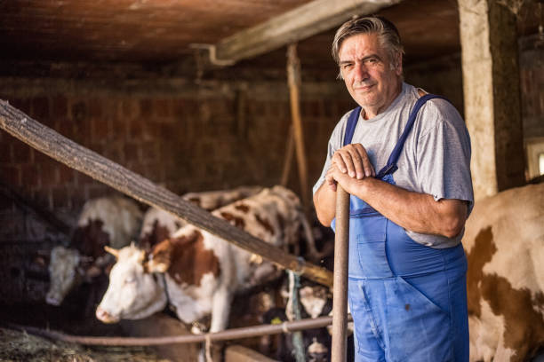 istock A old farmer at work on a farm near cows 833697164