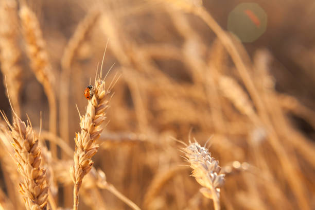istock growth, environment, nature concept. close up of small heartwarming vibrant ladybug with shining red wings sitting on the golden straw of wheat with mellow grains 833700068