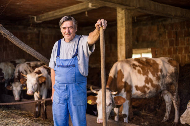 istock A old farmer at work on a farm near cows 833704962