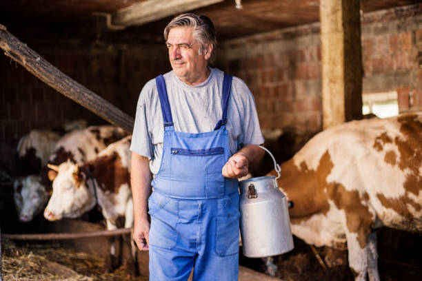 Farmer is working on the organic farm with dairy cows