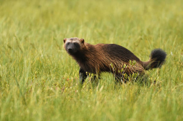 wolverine - wolverine endangered species wildlife animal fotografías e imágenes de stock