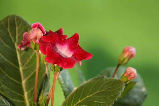 Gloxinia Roja Floración De Flores Interior Foto de stock y más banco de  imágenes de Belleza - Belleza, Botánica, Brote - iStock