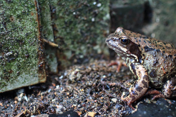 istock inconspicuous motley spotted frog in the wild 833711684
