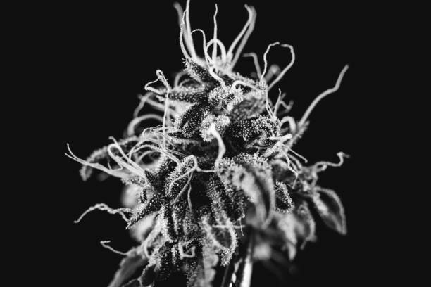 istock art photo black and white marijuana bud 833712520