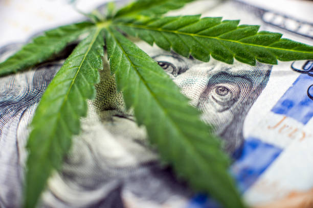 Drug trafficking Business in cannabis cannabaceae stock pictures, royalty-free photos & images