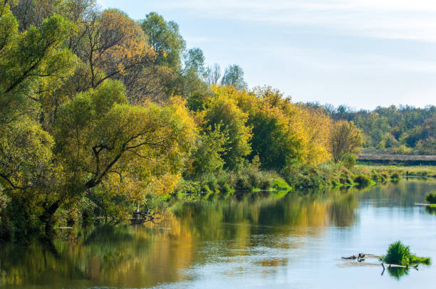istock Fall River, trees dressed in yellow leaves leaned over the water. Small island in the middle of the river 833714676