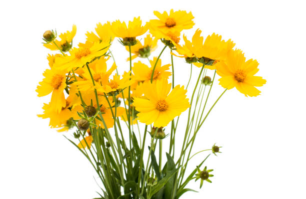 istock a bouquet of yellow flowers 833715122