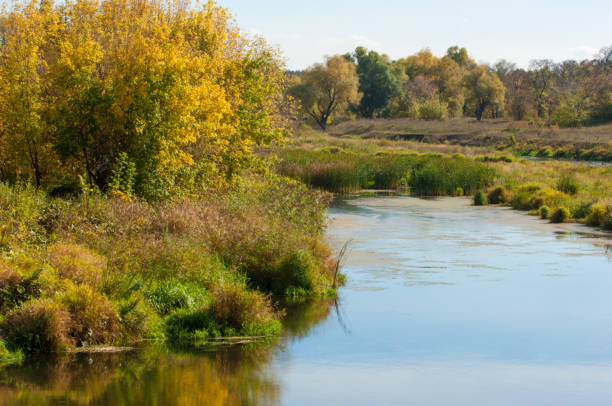 istock Autumn trees with yellow leaves near the river 833715268