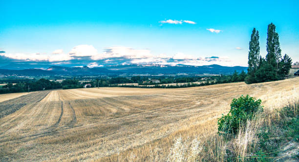 istock wheatfield, wheat field in france 833715364