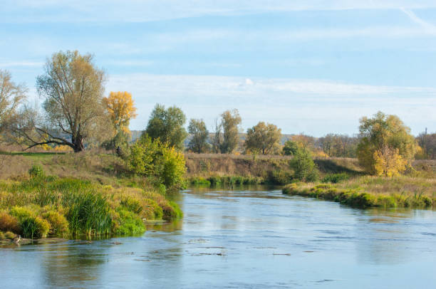 istock Autumn trees with yellow leaves near the river 833715566