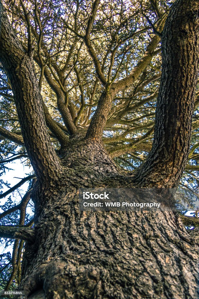 Old Oak Tree upview, looking up Abstract Stock Photo