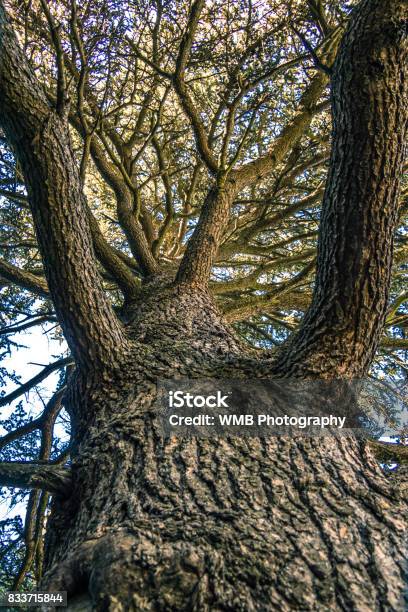 Old Oak Tree Upview Looking Up Stock Photo - Download Image Now - Abstract, Branch - Plant Part, Bright