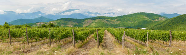 Beautiful vineyards Beautiful vineyards in the background of green mountains and blue sky with clouds, kakheti kakheti georgia stock pictures, royalty-free photos & images