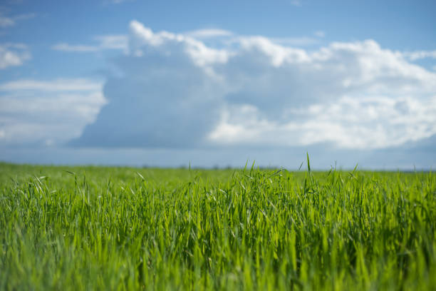 istock Sky and grass background, fresh green fields under the blue sky in summer 833722574
