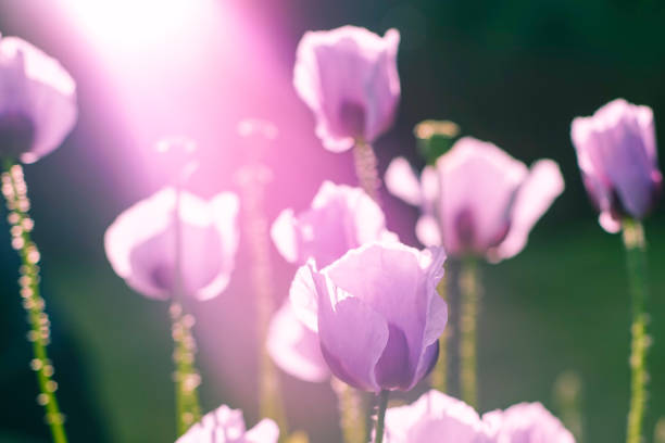Pink poppy lightened by sunshine. Close up