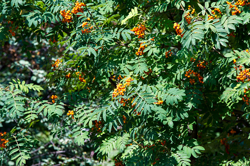 Rowan berries on a tree. rowan-tree lush bunches of red mountain ash on the branches of a tree. shallow depth of field.