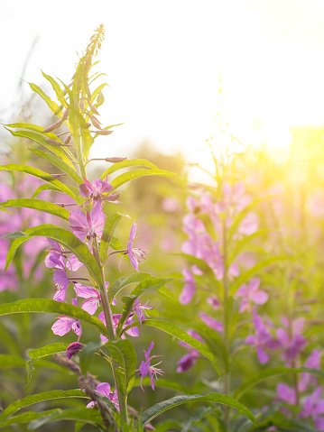 Willow herb Ivan tea in the warm summer light