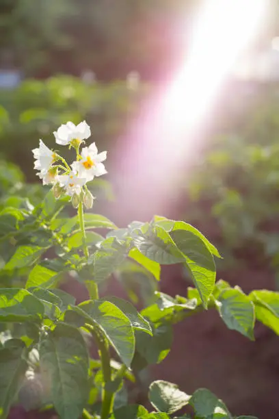 Potato flowers blooming in the field. Selective focus