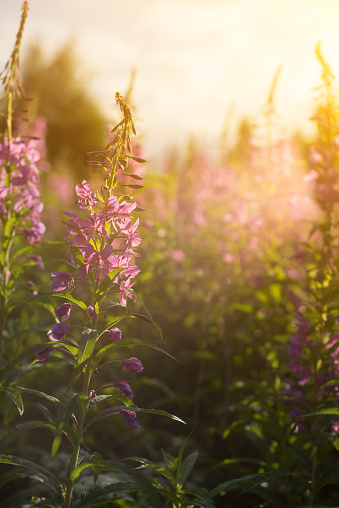 Willow herb Ivan tea in the warm summer light