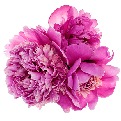 Three pink peonies isolated on white background