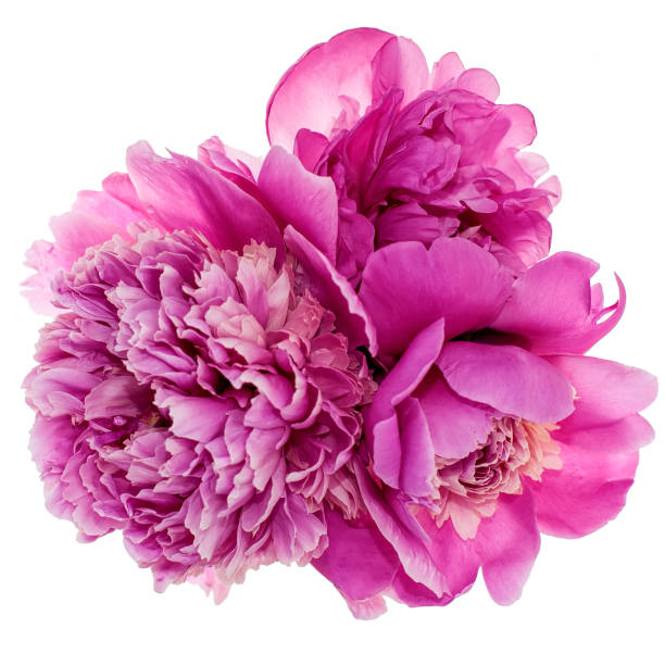 Three peonies isolated Three pink peonies isolated on white background gift vibrant color red pink stock pictures, royalty-free photos & images