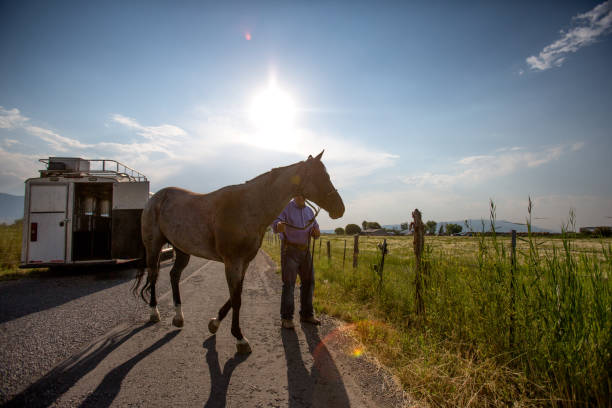 istock Cowboy Prepping Horse To Ride 833731166
