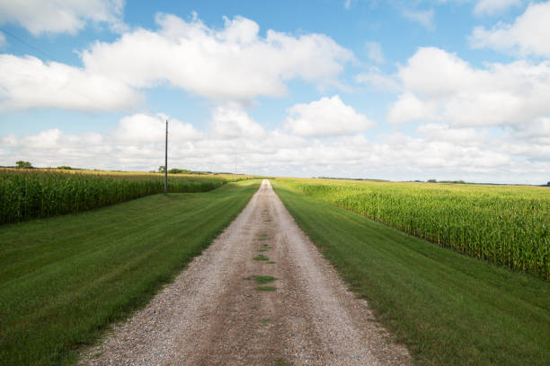 istock Corn Crop Surrounding Country Road 833736000