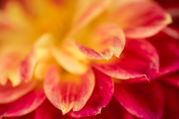 istock extreme macro shot for a flower 833738762
