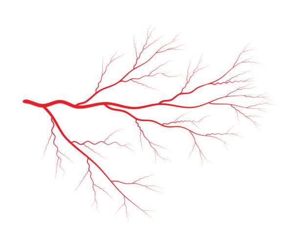 vein blood system vector symbol icon design. Beautiful illustration isolated on white background vein blood system vector symbol icon design. Beautiful illustration isolated on white background spider veins stock illustrations