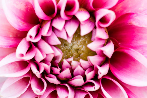 istock extreme macro shot for a flower 833739268