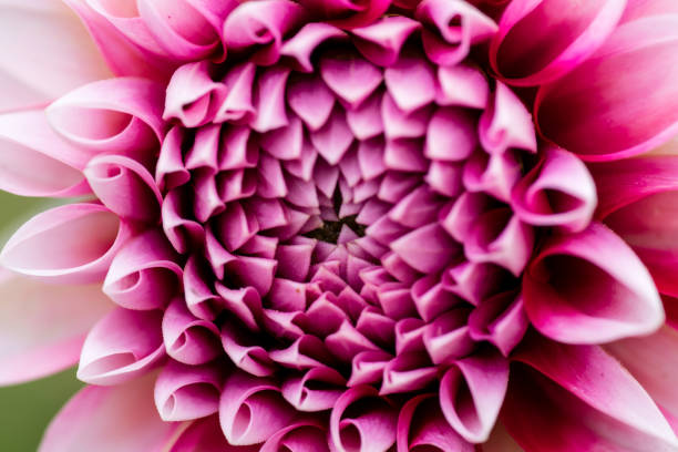 istock extreme macro shot for a flower 833744326