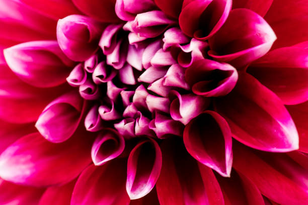 istock extreme macro shot for a flower 833748104