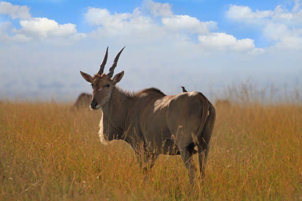 Common Eland standing with an oxpecker on its back in the Masai Mara, Kenya Adult Eland (Taurotragus oryx) standing on the dry plains in the Masai Mara, Kenya with a blue cloudy sky and an oxpecker on its back cape eland photos stock pictures, royalty-free photos & images