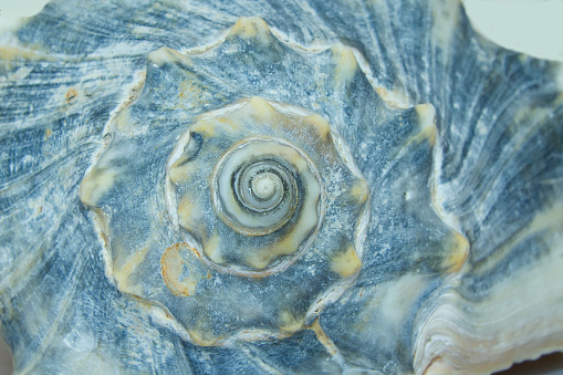 Close up of sundial sea shell on a black background.