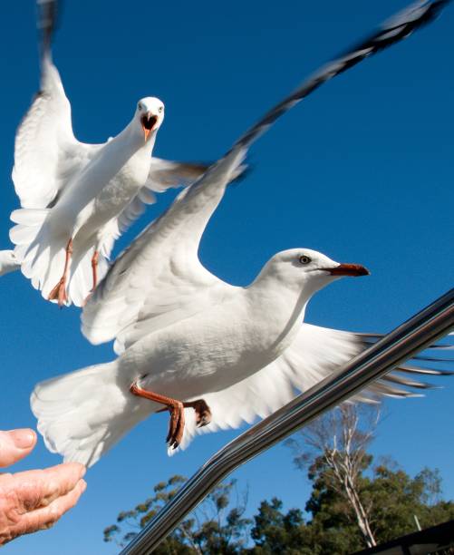 istock Two squabbling Australian Seagulls, Silver Gulls, in full flight. 833767700
