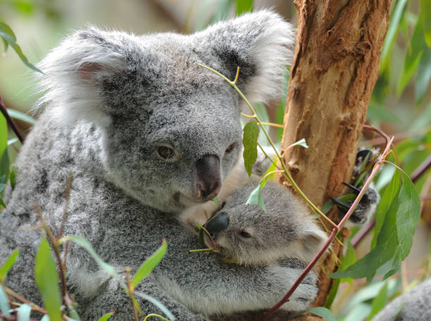 young koala with mother close-up of a young koala bear (Phascolarctos cinereus) in the arms of its mother koala tree stock pictures, royalty-free photos & images