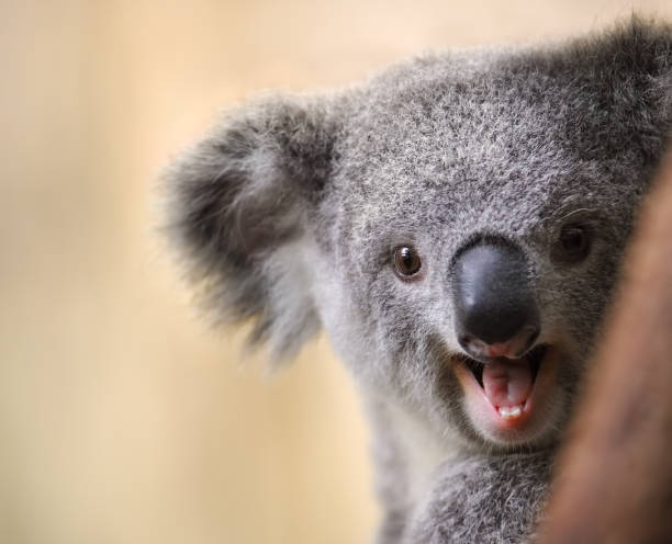 young koala close-up of a young koala bear (Phascolarctos cinereus) hiding behind a tree koala photos stock pictures, royalty-free photos & images