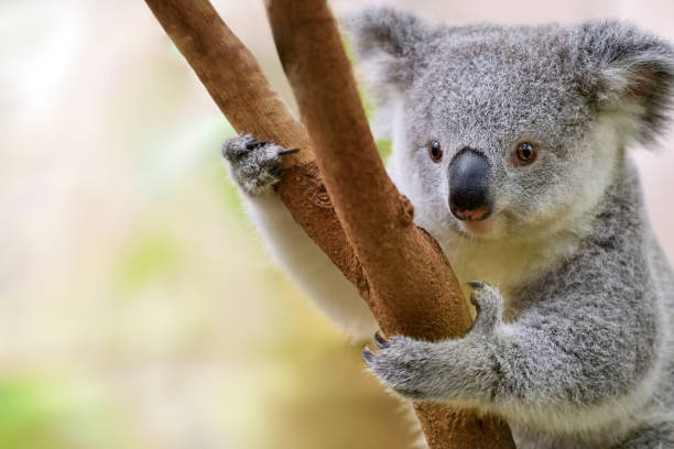 young koala close-up of a young koala bear (Phascolarctos cinereus) on a tree koala tree stock pictures, royalty-free photos & images