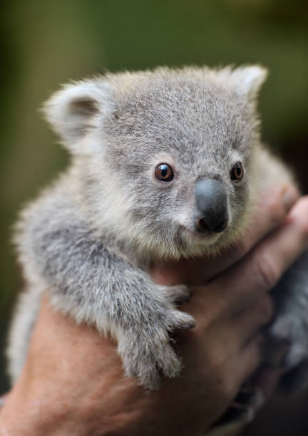 giovane koala - newborn animal foto e immagini stock