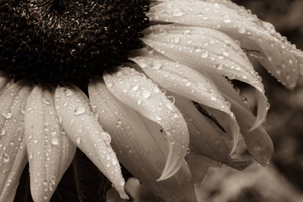 istock Macro Sepia Sunflower with Raindrops 833774068