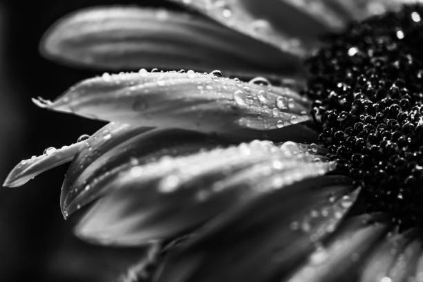 Black and White Macro Sunflower