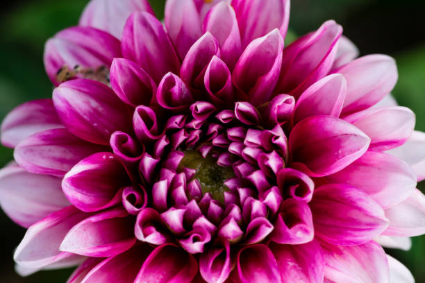 istock macro closeup of a flower 833776568