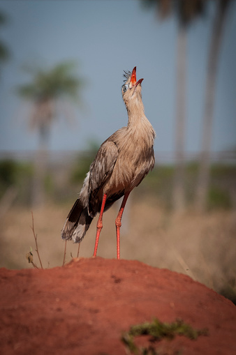 The red-legged seriema or crested cariama (Cariama cristata) (Portuguese: sariema, seriema-de-pé-vermelho, siriema) is a mostly predatory terrestrial bird in the seriema family (Cariamidae), included in the 