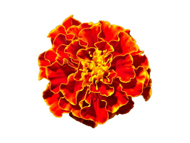 istock French Marigold Flower (Tagetes Patula) Isolated 833778782