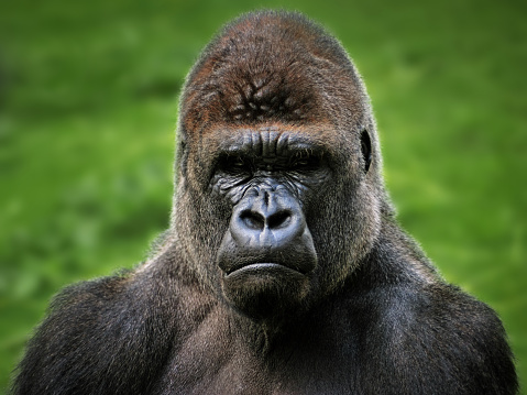 close-up of a gorilla