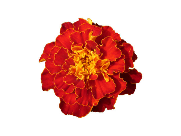istock Red Flower Tagetes Patula Isolated 833779102