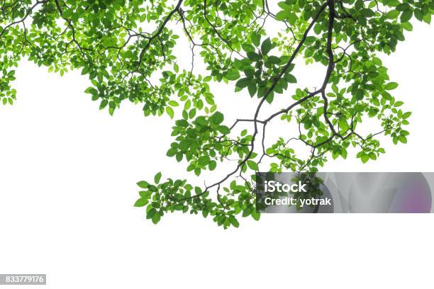 緑の葉と白い背景で隔離の枝 - 枝のストックフォトや画像を多数ご用意 - 枝, 樹木, 葉