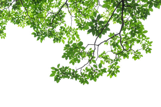 istock Green tree leaves and branches isolated on white background 833779176